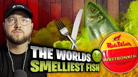 smelliest fish in the world|SURSTRÖMMING STINKY FISH CHALLENGE